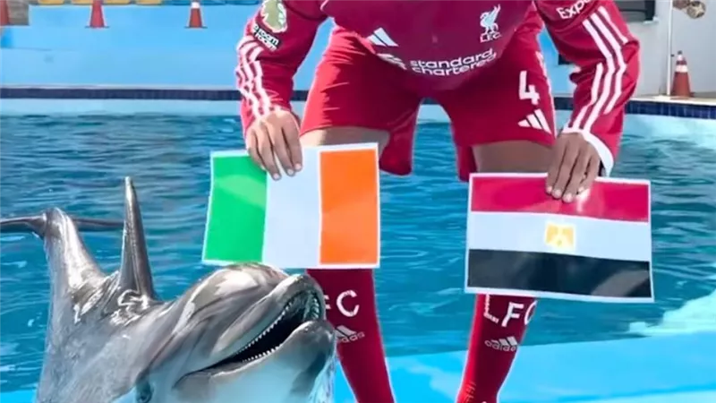 دولفين وبغباء وقط.. أغرب توقعات مبارات مصر وكوت ديفوار