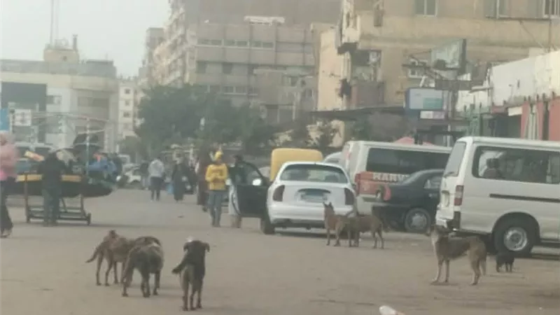 رعب في العجمي بسبب الكلاب الضالة بشارع المرور عقر 10 بينهم أطفال 