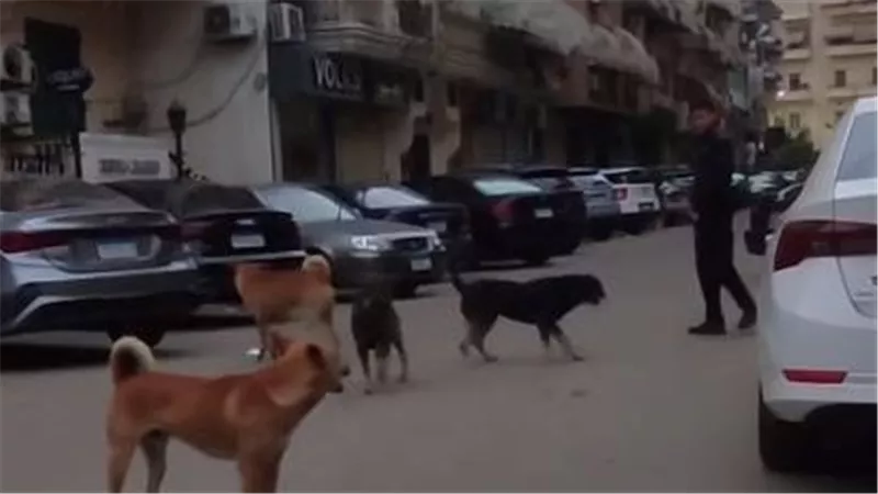 بيطري قنا ينجح في تحصين 86 كلباً ضالاً ضمن حملة مكبرة 