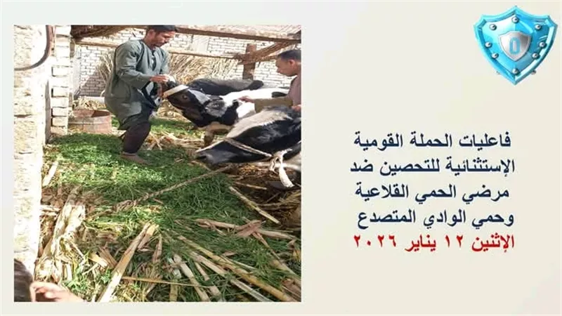 بيطري أسيوط يطلق حملة استثنائية لتحصين الماشية وتعزيز الأمن الغذائي
