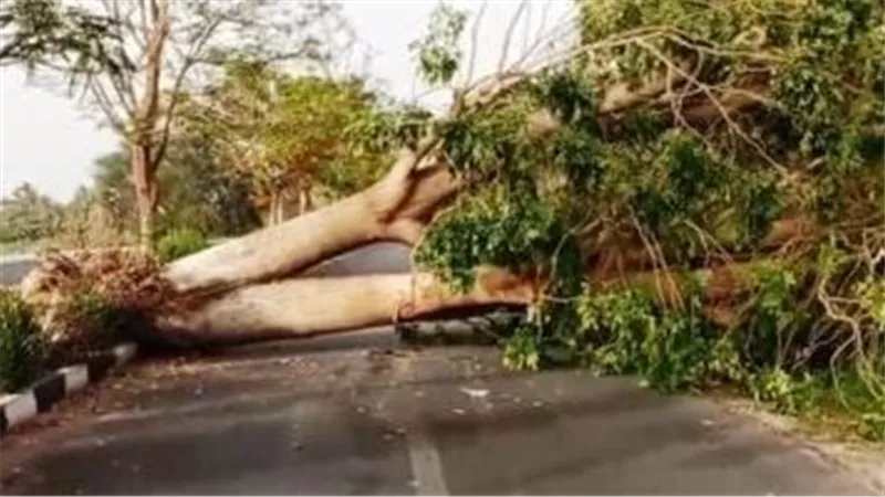 بسبب شدة الرياح.. سقوط شجرة كافور على سور حديقة الحيوانات فى الجيزة