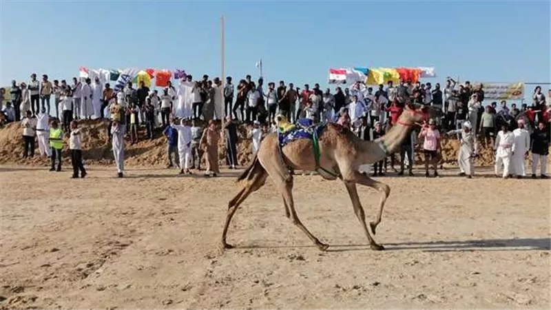 اليوم.. انطلاق مهرجان سباق الهجن في العريش بشمال سيناء