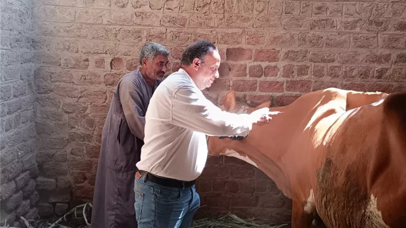محافظ أسيوط: جهود مكثفة لتحصين الماشية ونجاحات واضحة في الأسبوع الأول  