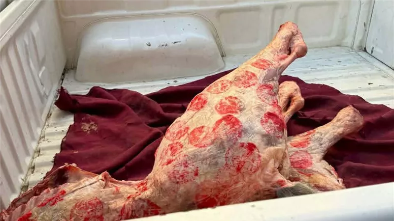 تموين بورسعيد تضبط 261 كجم لحوم مخالفة وغير صالحة للاستهلاك