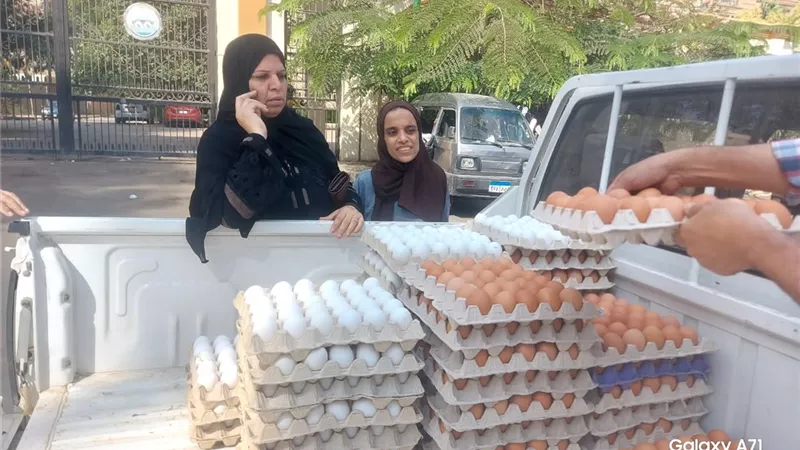توفير بيض المائدة وطرح كميات كبيرة بأسعار مخفضة للبيع للمواطنين في المحافظات