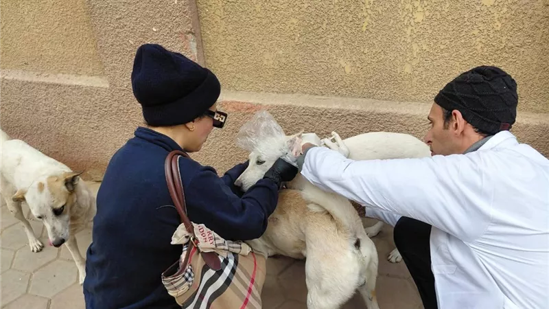 تحصين 24 كلب شارع ببني سويف ضمن الاستراتيجية الوطنية لمكافحة السعار
