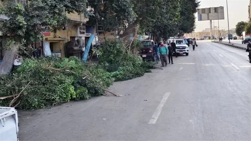 بعد الشكاوى المتكررة.. طاهر الخولي يتابع تقليم الأشجار أمام مسجد عمرو بن العاص