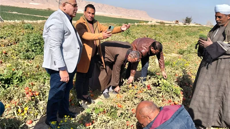 وكيل زراعة سوهاج يتفقد زراعات الطماطم بطهطا ويوصي بالالتزام ببرامج المكافحة
