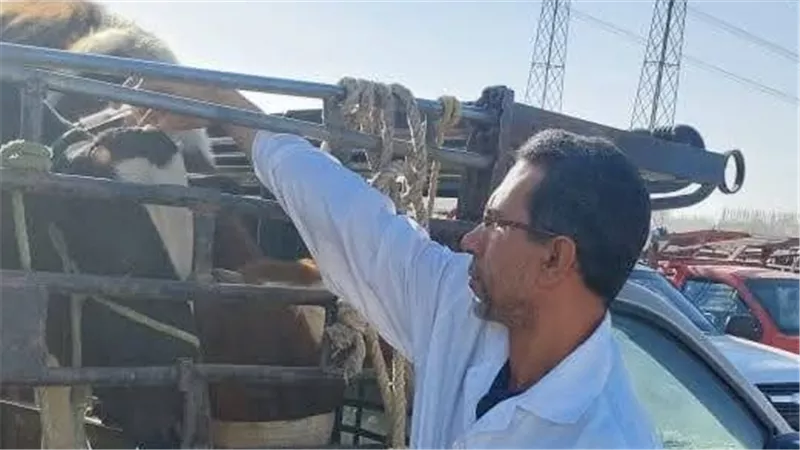 توعية وتحصين.. حملة بيطرية لحماية الثروة الحيوانية بالأقصر