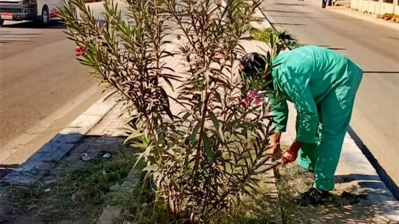 سمنود تُضيء شوارعها بالأشجار المثمرة بزراعة 125 شجرة جديدة