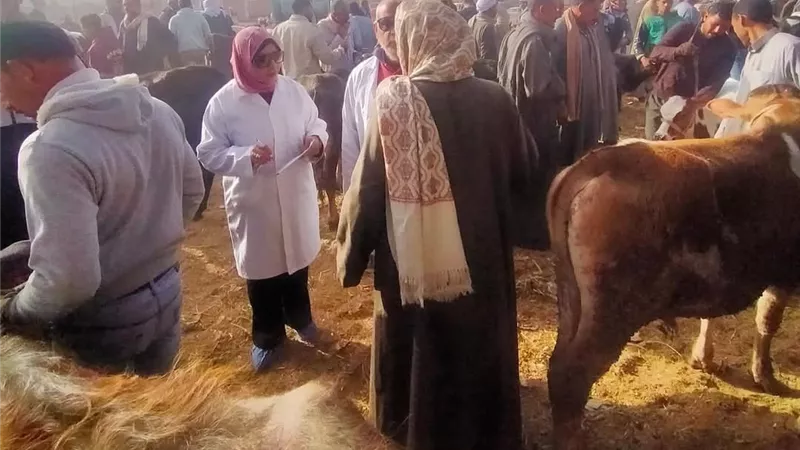 متابعة سوق الماشية بقرية الألبان الجديدة وتحصين الحيوانات بالسويس