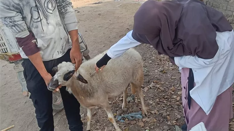 خلال 3 أسابيع.. محافظ الجيزة: تحصين 90 ألف رأس ماشية ضد الحمى القلاعية