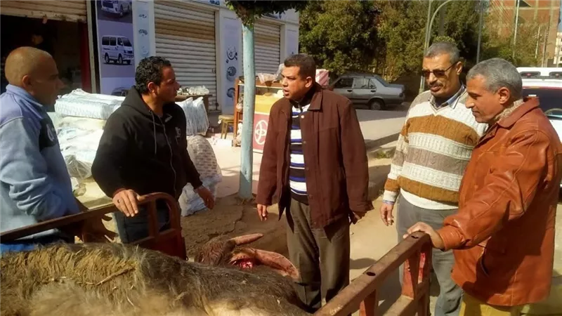 ضبط ذبيحة مخالفة صريحة للاشتراطات محملة على تروسيكل خلال حملة رقابية بالمنوفية