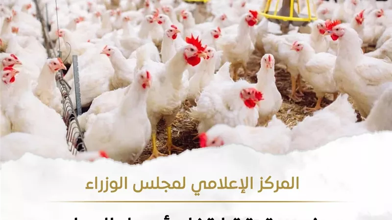 نقص مخزون الدواجن وارتفاع سعرها.. الإعلامي للوزراء يكشف الحقيقة