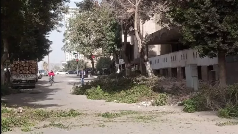 تعرف على عقوبة جريمة قطع الأشجار والنخيل.. القانون يجيب