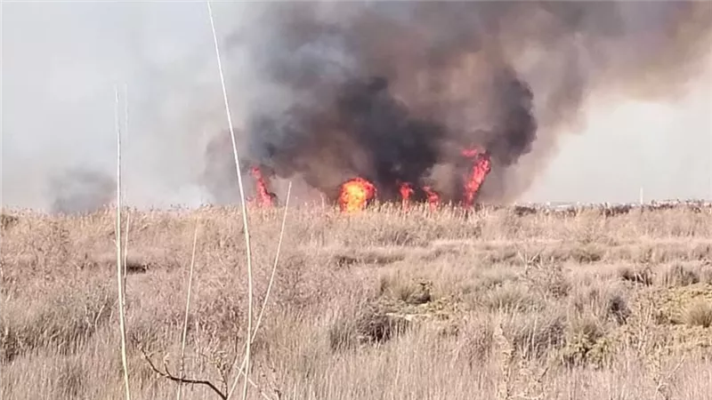 12 سيارة إطفاء للسيطرة على حريق أرض هيش وبوص بالعامرية غرب الإسكندرية 