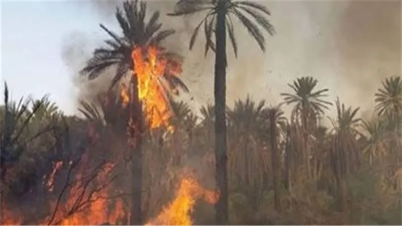 الدفع بقوات الحماية المدنية لإخماد حريق بعدد من النخيل بأرض زراعية فى الواحات
