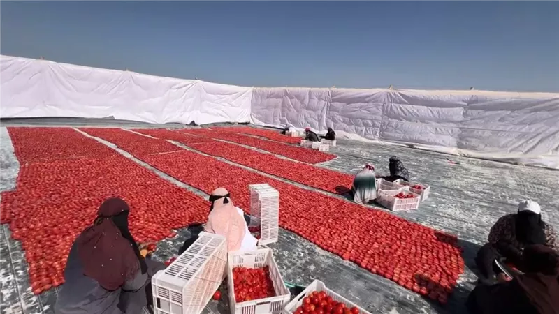 شركة أفرولاند تكشف خطوات تجفيف الطماطم وتحويلها لمنتج عالمي