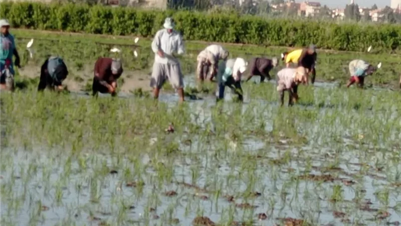 الفلاحين:مضاعفة إيجار أراضي الأوقاف تشعل غضب المزارعين و25 ألف للفدان سعر عادل