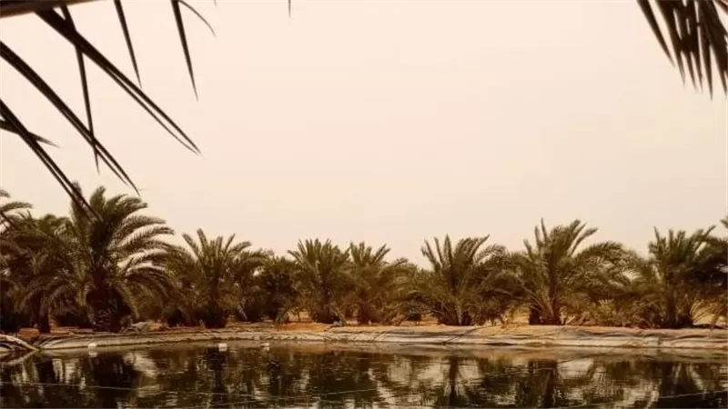 عمقه 6 أمتار.. وفاة شاب سقط داخل بئر في مزرعة نخيل بالمنيا