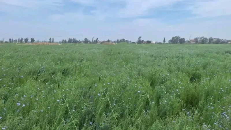 زراعة الشرقية تنفذ يوم حصاد لمحصول الكتان بمشتول السوق