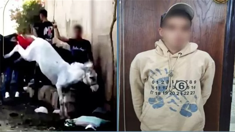 إخلاء سبيل السائحة الهولندية وسايس الهرم في واقعة التعدي على «حمار»