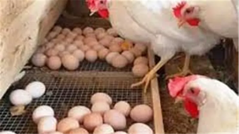رئيس شعبة البيض: صناعة الدواجن لا يمكن إيقافها رغم الخسائر