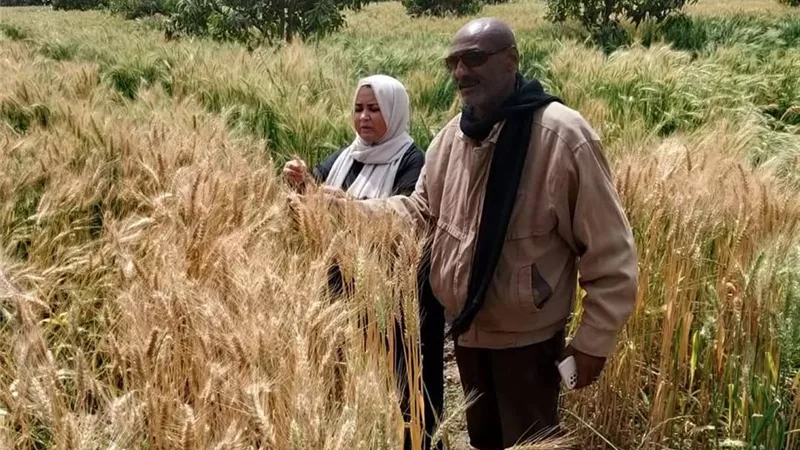 مديرية الزراعة بالسويس تتابع الزراعات الشتوية قبل الحصاد بجمعية جنيفة
