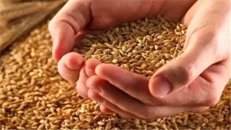 رويترز تزعم: مصر تقترب من إنهاء موسم القمح بعد شراء 4.72 مليون طن