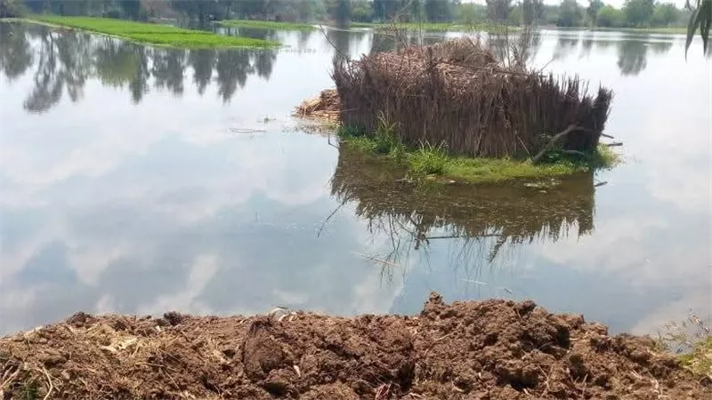 غرق 20 فدانا من أراضي طرح البحر بالمنوفية  بسبب ارتفاع منسوب المياه بفرع رشيد