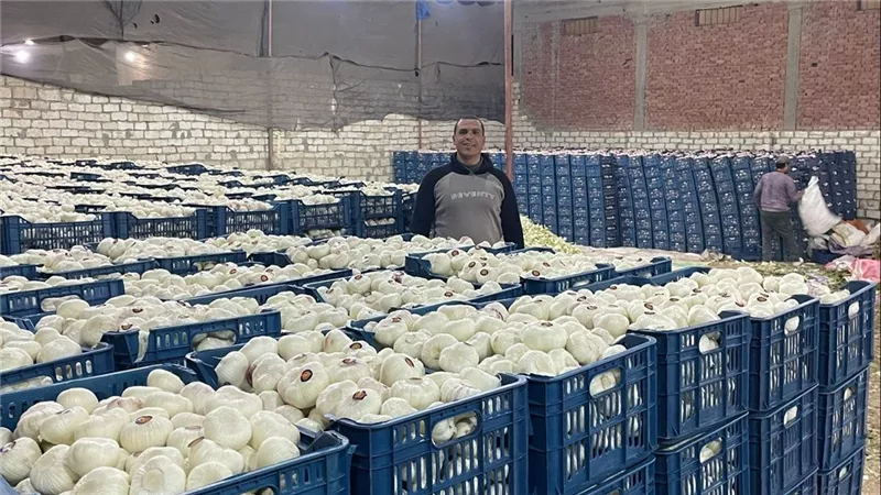  بسبب تراجع التصدير إلى روسيا.. مجدي اللامي يكشف سر ركود « سوق الثوم »