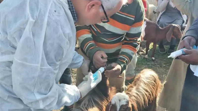 طب بيطري السويس يتابع سوق جنيفة ويرش الحيوانات ضد الطفيليات