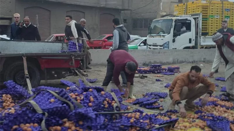 البيض على الأسفلت.. انقلاب شاحنة نقل أمام قرية الحجناية بدمنهور 