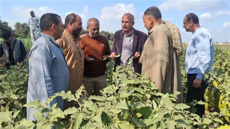 زراعة الإسماعيلية تكثف المرور الميداني على عدد من المحاصيل الزراعية بالقصاصين