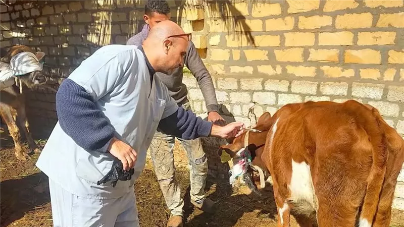 تحصين الحيوانات بقرية الرائد بالسويس ضمن جهود الحفاظ على الثروة الحيوانية