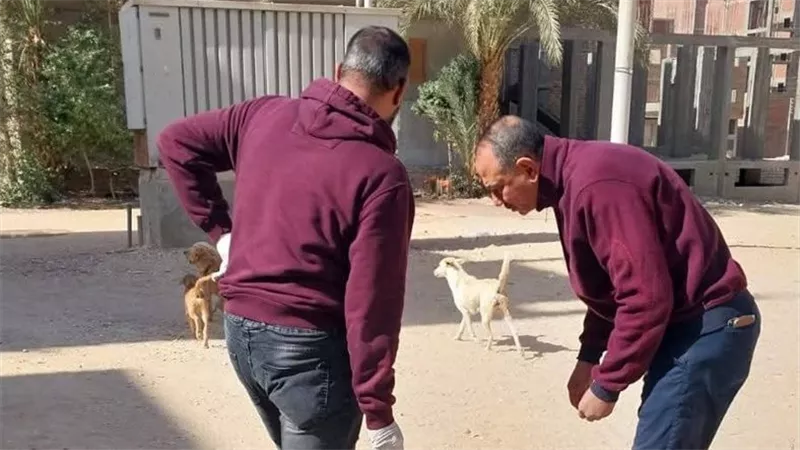 تحصين 48 كلبا ضالا في شوارع قنا ضمن حملة بيطرية موسعة| صور