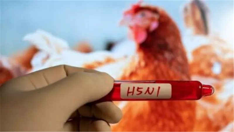 مخاوف من فيروس H5N1 في تشيناي.. المخاطر والأعراض ونصائح الوقاية
