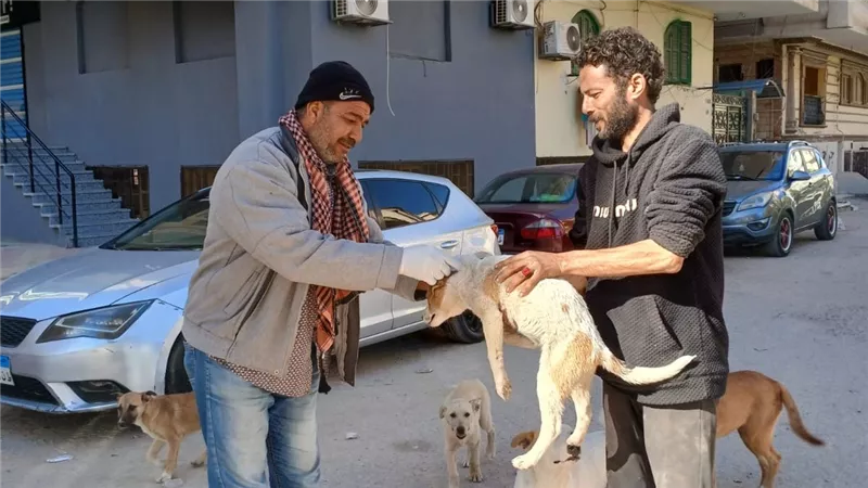 الطب البيطري بالإسماعيلية يتابع حملاته لتحصين الكلاب الحرة ضد مرض السعال