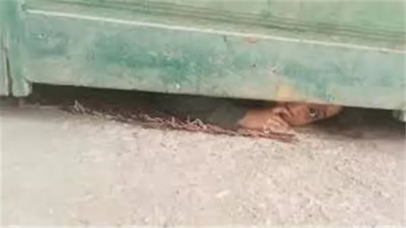 «أمها قتلت أختها وخالها قفل عليها».. القصة الكاملة لإنقاذ طفلة دمياط «جنى»