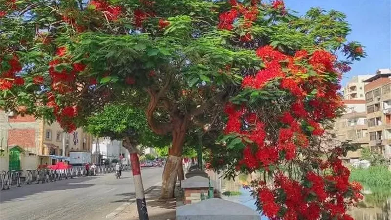 المجزرة الخضراء.. استياء واسع بين أهالي الزقازيق بعد قطع الأشجار التاريخية