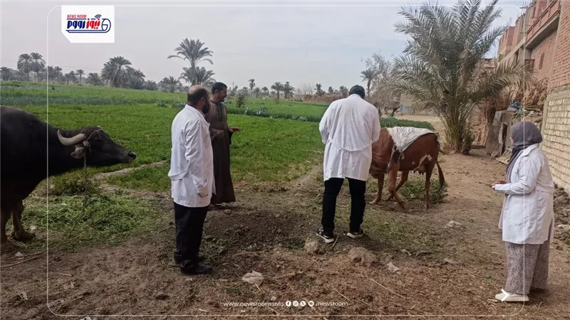 تحصين 35616 رأس ماشية ضد مرضي الحمى القلاعية وحمى الوادي المتصدع بالفيوم 