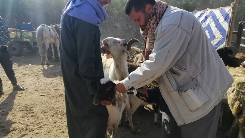 تحصين 221 ألف رأس ماشية ضد الحمى القلاعية بالغربية