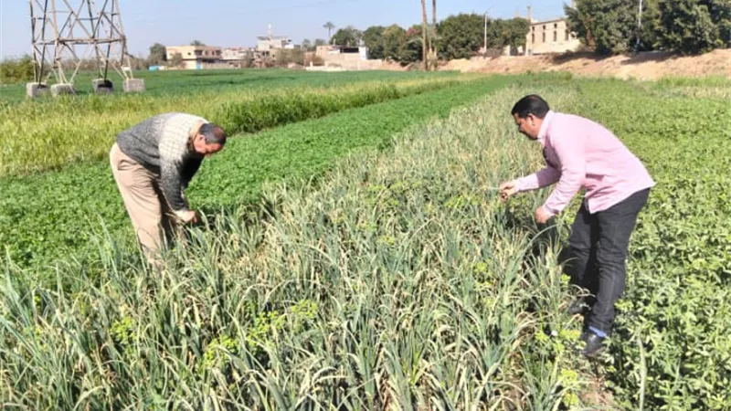 الزراعة تكثف أنشطتها و تستعد لموسم القطن ببرامج تدريبية موسعة لمكافحة الآفات