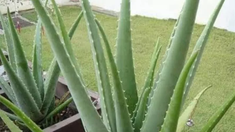 كيف تساعد نبتة منزلية شائعة في مكافحة ألزهايمر والحفاظ على الدماغ 	