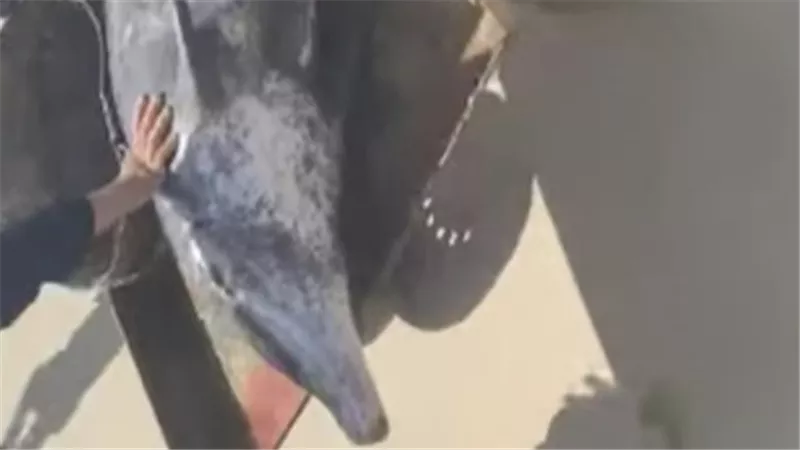 العثور على دولفين نافق على شاطئ ميناء المعدية في البحيرة