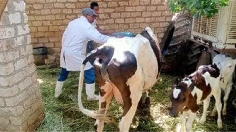 تحصين 230 ألف رأس ماشية ضمن حملة شاملة بمحافظة الغربية 