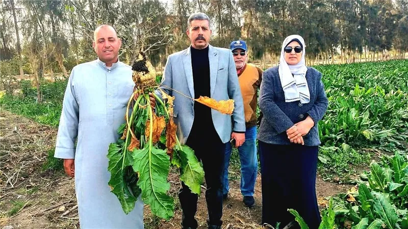 زراعة الإسماعيلية تتابع ميدانيا استعدادات حصاد محصول بنجر السكر بالقنطرة غرب