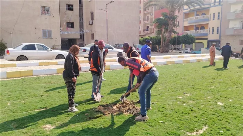 زراعة البوانسيانا والأكاسيا والفيكس ضمن خطة تجميل الإسماعيلية