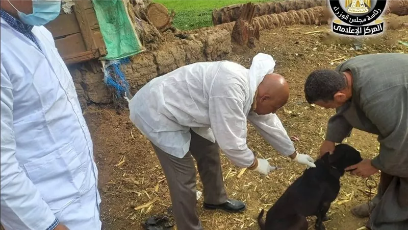 الزراعة: تحصين وتعقيم أكثر من 12 ألف كلب منذ بداية يناير وحتى الآن