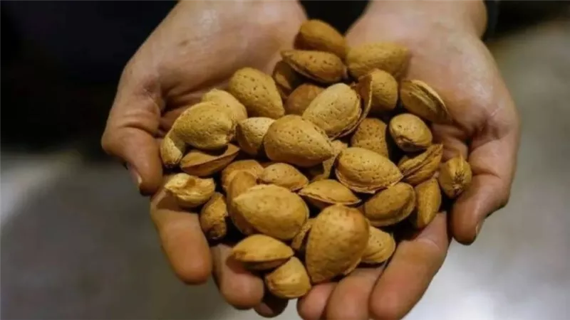 أيهما أفضل للكوليسترول وخسارة الوزن .. اللوز أم البكان؟